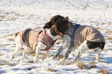 August og Sigrid leger i sneen