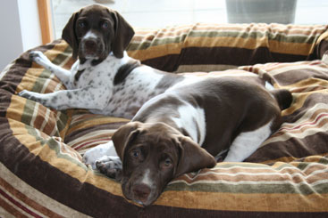 Charlie og Walther har snuppet husets bedste og dyreste hundeseng