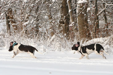 Walther og Charlie leger i sneen