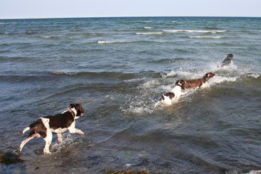 Alle hunde i vandet
