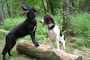 Keisha og Thea i hundeskoven