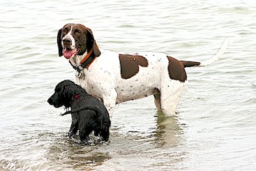 Thea og Wilma i vandet