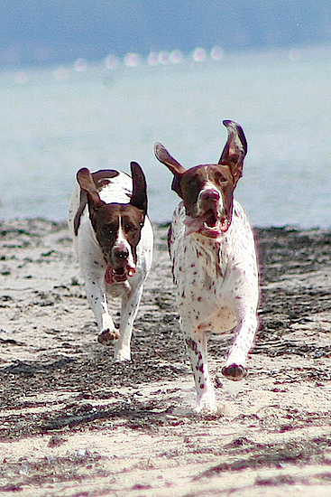 Thea og Sonja i fuld fart på stranden