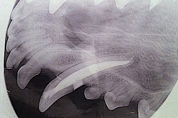Røntgen af den rodbehandlede tand